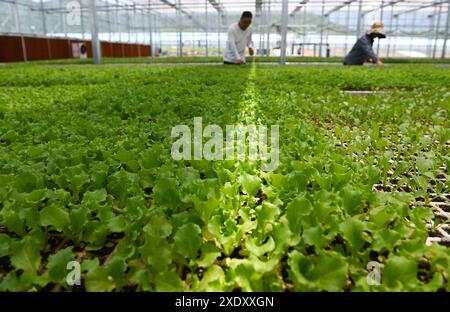 Baoji, China's Shaanxi Province. 24th June, 2024. Villagers anchor the ...