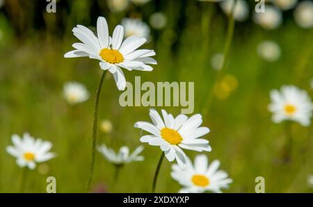Beautiful wild meadow daisies in a meadow in the summer Stock Photo