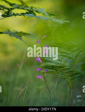 Midsummer background. Flowering red helleborine between ferns on the midsummer. Orchid Red helleborine (Cephalanthera rubra) on green background. Stock Photo