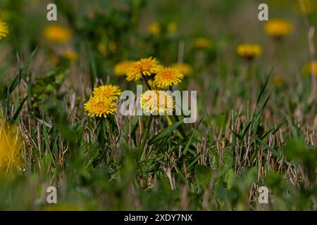 Close up of blooming yellow dandelion flowers Taraxacum officinale in garden on spring time. Detail of bright common dandelions in meadow at springtim Stock Photo