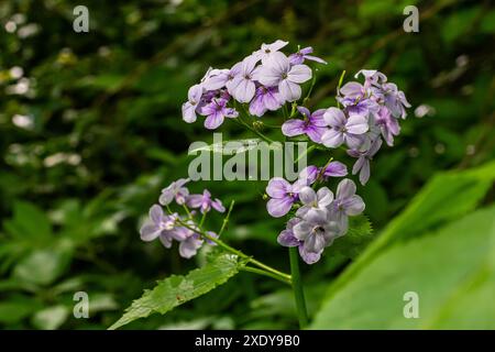 In spring, Lunaria rediviva blooms in the wild in the forest. Stock Photo