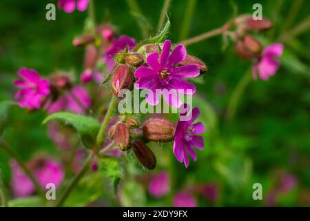 Silene dioica Melandrium rubrum, known as red campion and red catchfly, is a herbaceous flowering plant in the family Caryophyllaceae. Red campion. Stock Photo