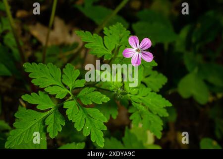 Macro photo of a geranium purpureum flower. Stock Photo