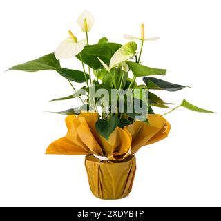 White Anthurium plant in vase isolated on white background Stock Photo