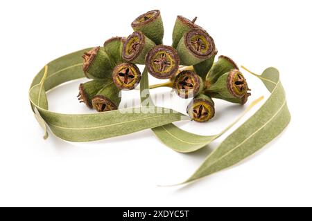 Eucalyptus leaves and fruits isolated on white background Stock Photo