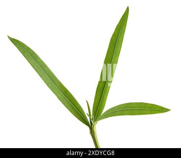 Oleander branch with leaves isolated on white Stock Photo