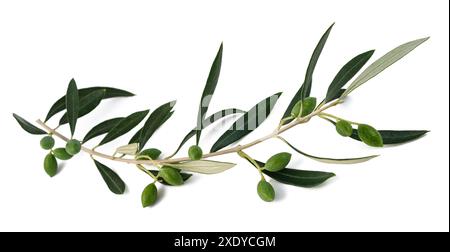 Fresh olive branch isolated on white background. Stock Photo