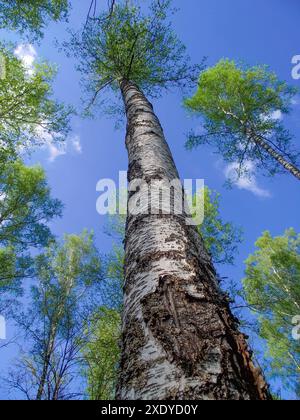 Birch trunk, view of the tree from the bottom up Stock Photo