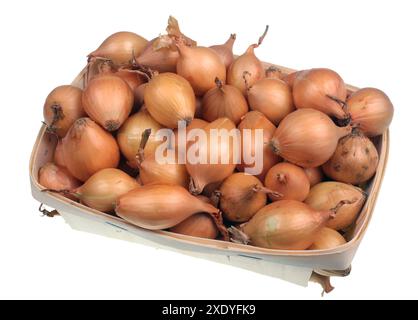 Yellow onion bulbs in rural basket  isolated on white Stock Photo