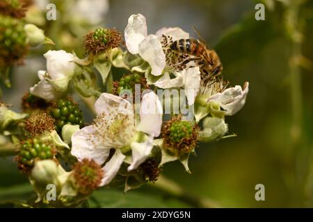Bee on blackberry blossom and unripe blackberries Stock Photo
