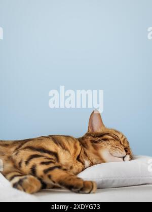 A charming red cat sleeps and smiles in his sleep. Sleeping cat on a blue background. Copy space. Stock Photo