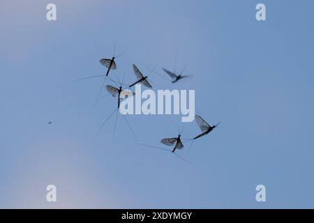 Common mayfly (Ephemera vulgata), mating flight after mass hatching, Germany, Bavaria Stock Photo