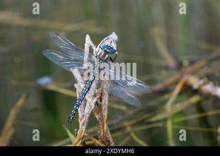 Lesser hairy dragonfly, Hairy Dragonfly, Hairy Hawker, Spring Hawker (Brachytron pratense, Brachytron hafniense), male, full-length portrait, Germany Stock Photo