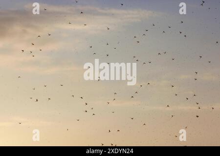 Common mayfly (Ephemera vulgata), mating flight after mass hatching ...