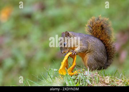 Red bush squirrel, Red-bellied coast squirrel (Paraxerus palliatus), sits on the ground and eats papaya peel, Costa Rica, Los Quetzales National Park Stock Photo