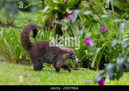 Tejon Costa Rica Coati (Gato Solo) searching for food in Panamenian rainforest Stock ...