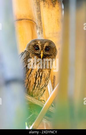 mottled owl (Ciccaba virgata), sits in a bamboo stand, Costa Rica, San Jose Stock Photo