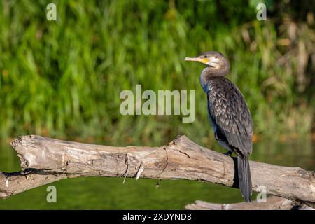 Neotropic cormorant (Nannopterum brasilianus, Phalacrocorax brasilianus, Phalacrocorax olivaceus), in juvenile dress, stands on a tree trunk in the ri Stock Photo