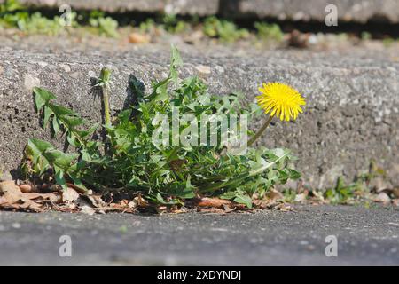 common dandelion (Taraxacum officinale), grows in the gutter, Germany Stock Photo