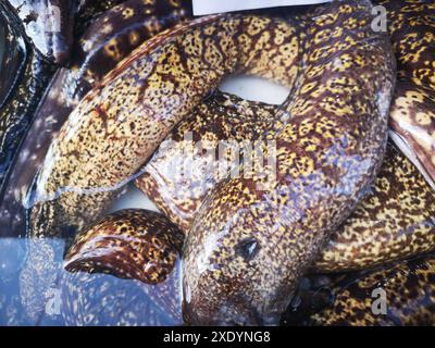 Fish in open seamarket Stock Photo