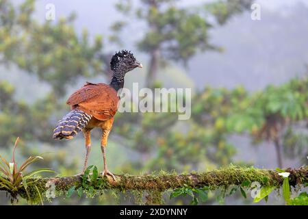 great curassow (Crax rubra), female sitting on a branch in the rainforest, Costa Rica, Boca Tapada Stock Photo