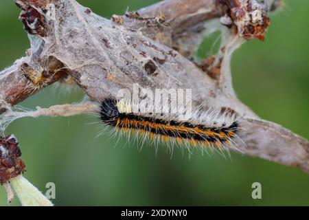 black-veined white (Aporia crataegi), young caterpillar on a gossamer, side view, Croatia Stock Photo