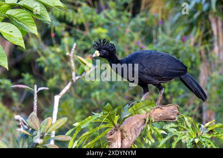 great curassow (Crax rubra), male sitting on a branch in the rainforest, Costa Rica, Boca Tapada Stock Photo