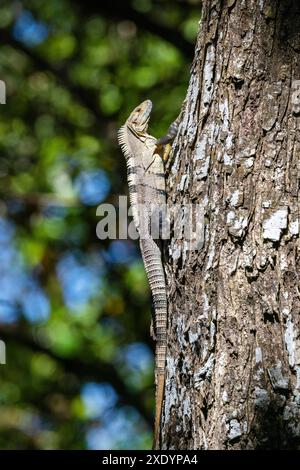 Black Iguana (Ctenosaura similis), male sitting on a tree trunk in the rainforest, Costa Rica, Tarcoles Stock Photo