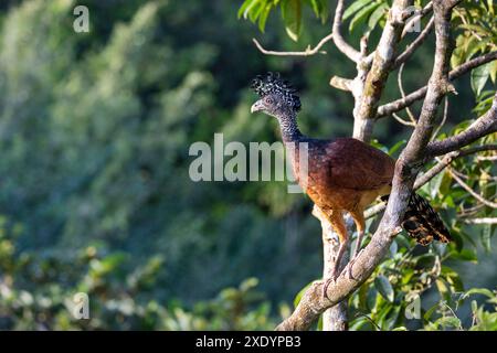 great curassow (Crax rubra), female sitting on a branch in the rainforest, Costa Rica, Boca Tapada Stock Photo