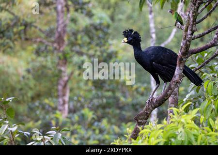 great curassow (Crax rubra), male sitting on a branch in the rainforest, Costa Rica, Boca Tapada Stock Photo