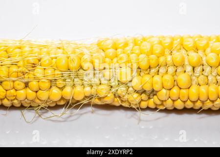 Corn on white background. Close up of a yellow corn stalk with the kernels visible. The stalk is covered in a fuzzy white substance, giving it a somew Stock Photo
