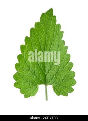 Green leaf of lemon balm or melissa plant isolated on white background. Fresh green mint leaf. Clipping path Stock Photo