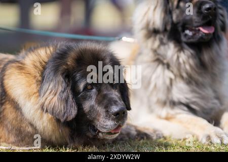 Couple Leonberg lying on gras. Dogs of the Leonberger breed lying in a meadow. Stock Photo