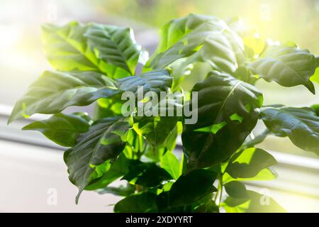 Coffee arabica plant in a white ceramic pot on the windowsill Stock Photo