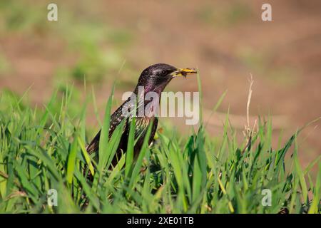 A starling in the grass with insects in its beak. A bird in search of food in the wild. Stock Photo