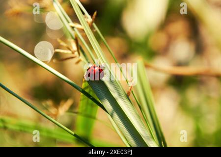Bright red small ladybug on the sharp green leaf. Insects and animals theme Stock Photo