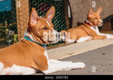 Two basenji puppies siting together and watching on side Stock Photo
