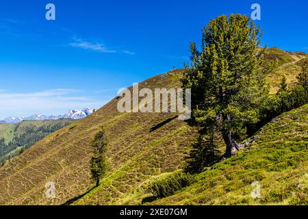 Stone pine tree on the Almenweg through Salzburgerland. Großarl, Salzburg, Austria Stock Photo