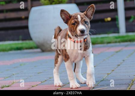 Basenji dog puppy close up portrait looking at camera Stock Photo