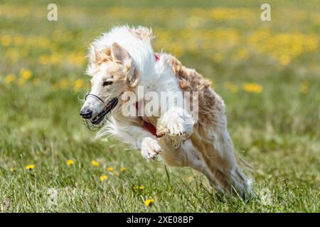 Borzoi dog in red shirt running and chasing lure in the field in summer Stock Photo