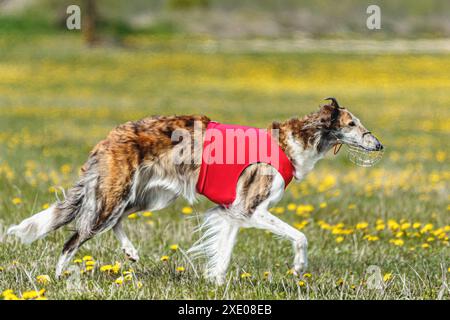 Borzoi dog in red shirt running and chasing lure in the field in summer Stock Photo