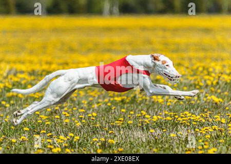 Podenco dog in red shirt running and chasing lure in the field in summer Stock Photo