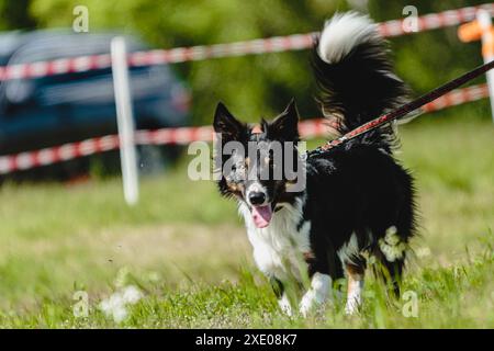 Dog running in green field and chasing lure at full speed on coursing competition Stock Photo