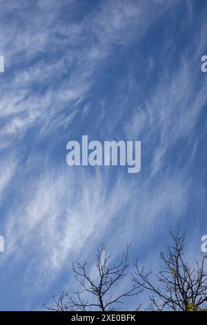 Cirrus clouds scud over sydney in an otherwise clear blue sky, tree branches without leaves reach for the sky Stock Photo