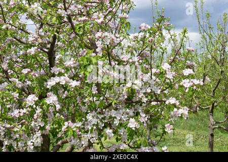 Abundant flowers of an apple tree. Natural background of flowers and green leaves in spring in the garden on fruit trees. Stock Photo