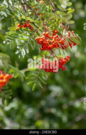 Rowan is a valuable fruit, medicinal and decorative plant. A bunch of berries on a tree. Stock Photo