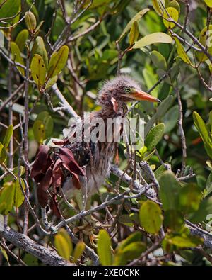 Green Heron chick Butorides virescens standing on a mangrove bush branch Stock Photo
