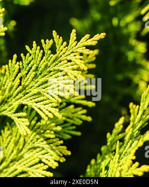 Close-up of a green yellow juniper branches. Natural background Stock Photo
