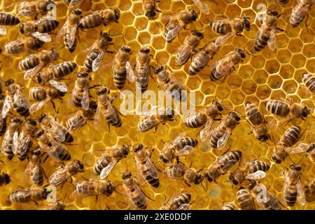 Motion blurred bees working with honey on a frame with honeycombs Stock Photo