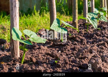 Young bean plants in a row in the vegetable garden bed Stock Photo